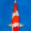 Kohaku