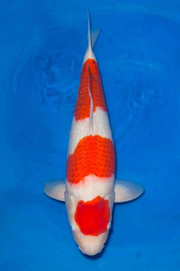 Kohaku