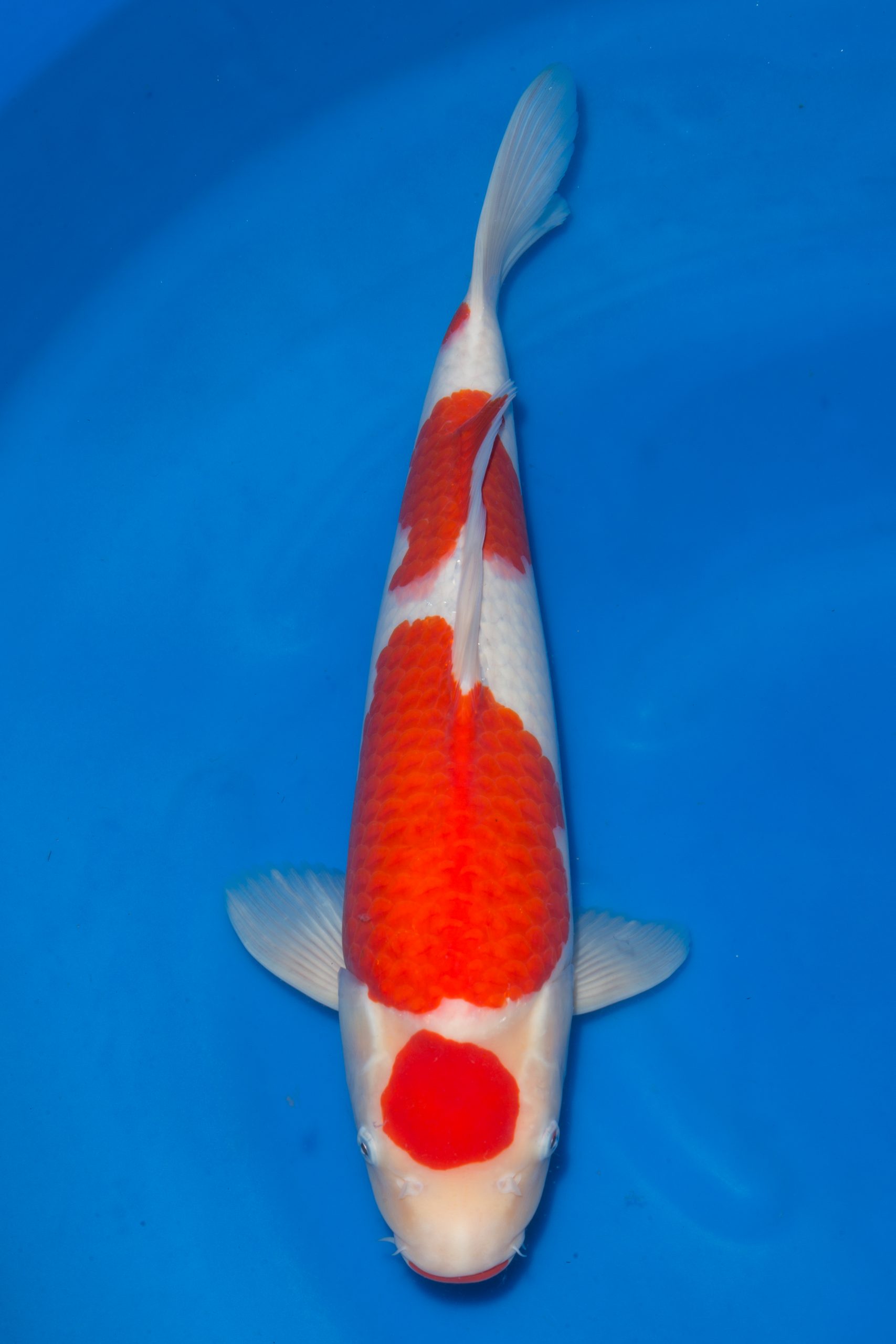 Kohaku- SOLD - Grand Koi, LLC