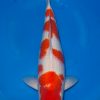 Kohaku