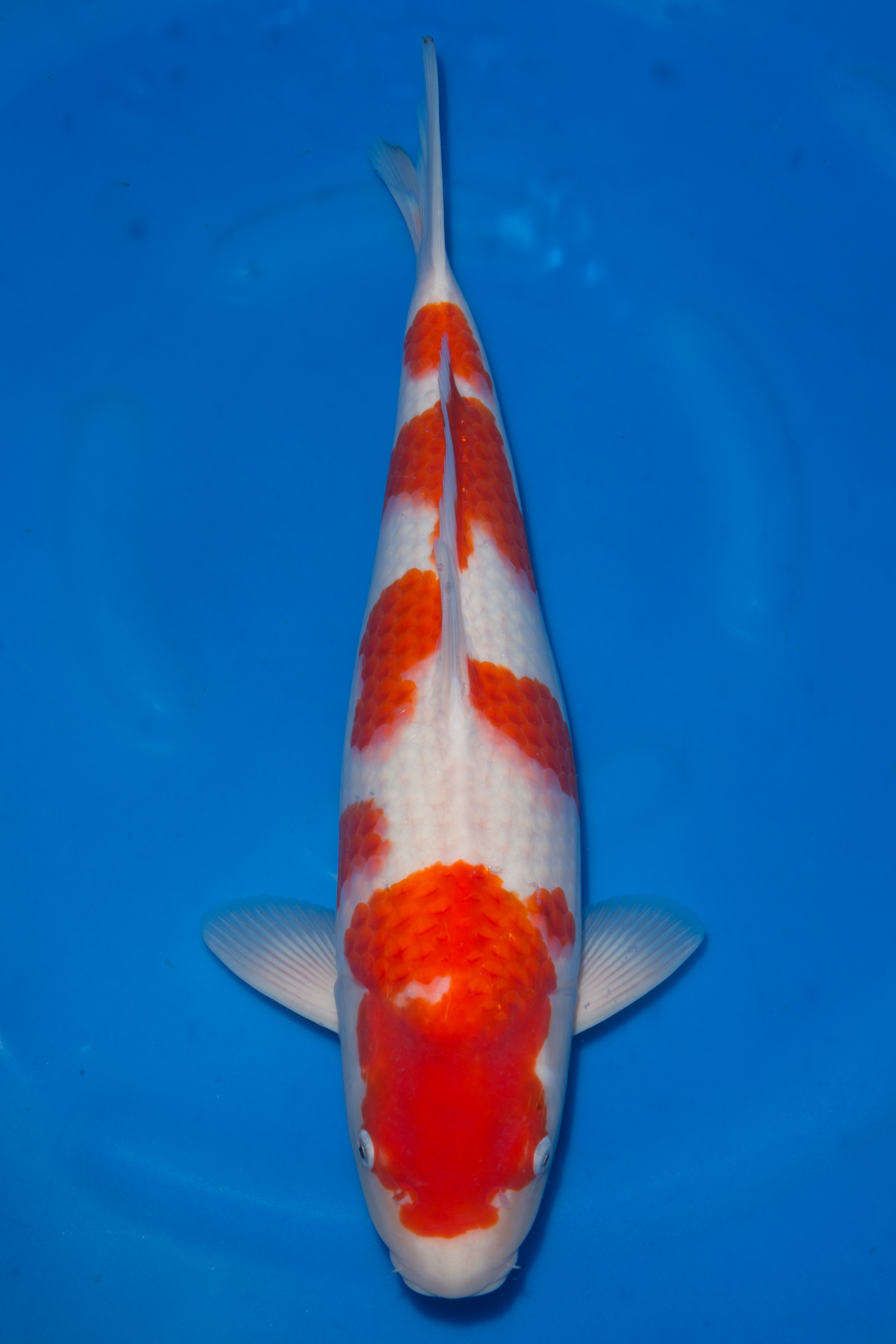 Kohaku- SOLD - Grand Koi, LLC