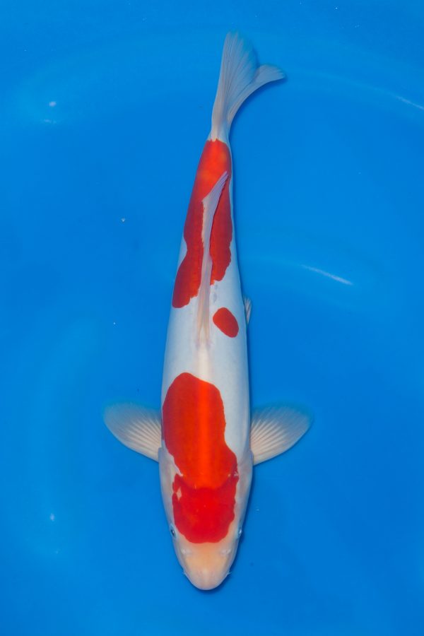 Doitsu Kohaku