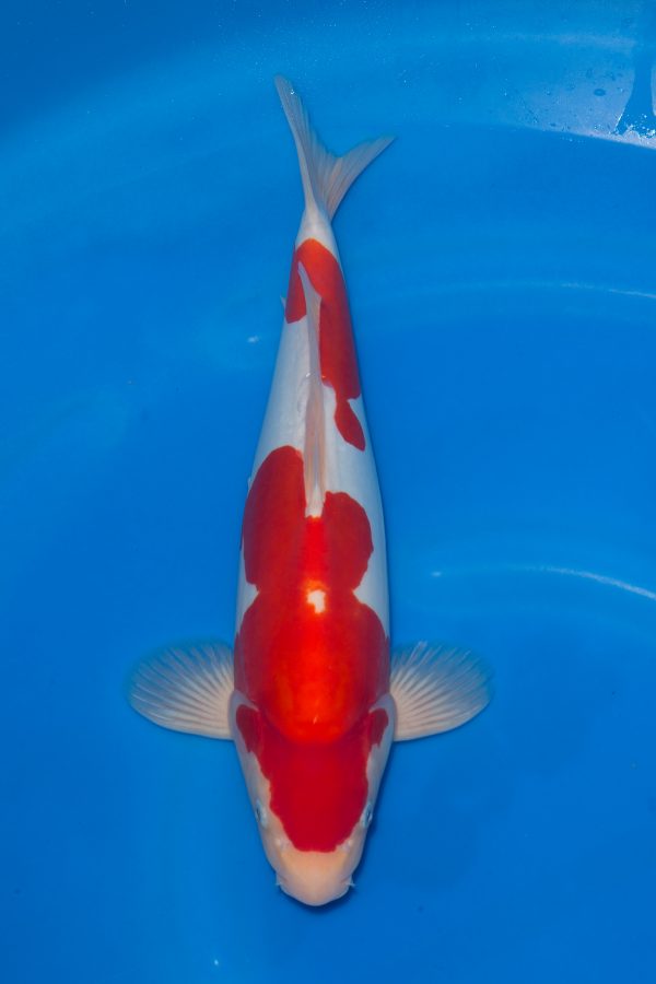 Doitsu Kohaku