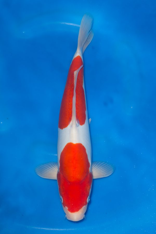 Doitsu Kohaku