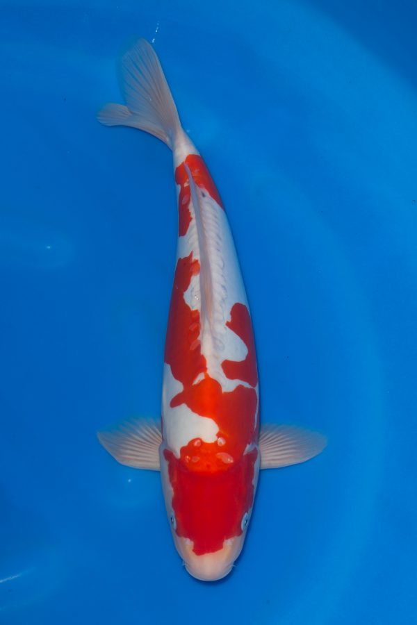 Doitsu Kohaku