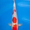Doitsu Kohaku