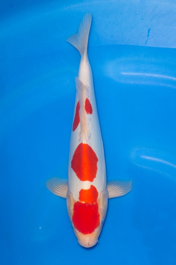 Doitsu Kohaku