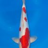 Doitsu Kohaku