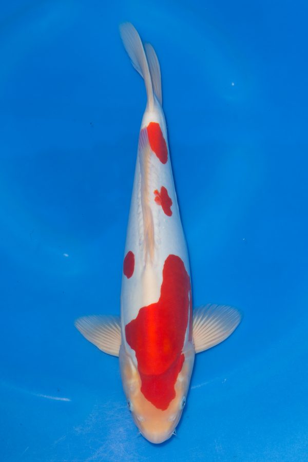 Doitsu Kohaku