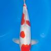 Doitsu Kohaku