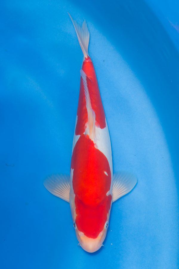 Doitsu Kohaku