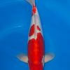 Doitsu Kohaku
