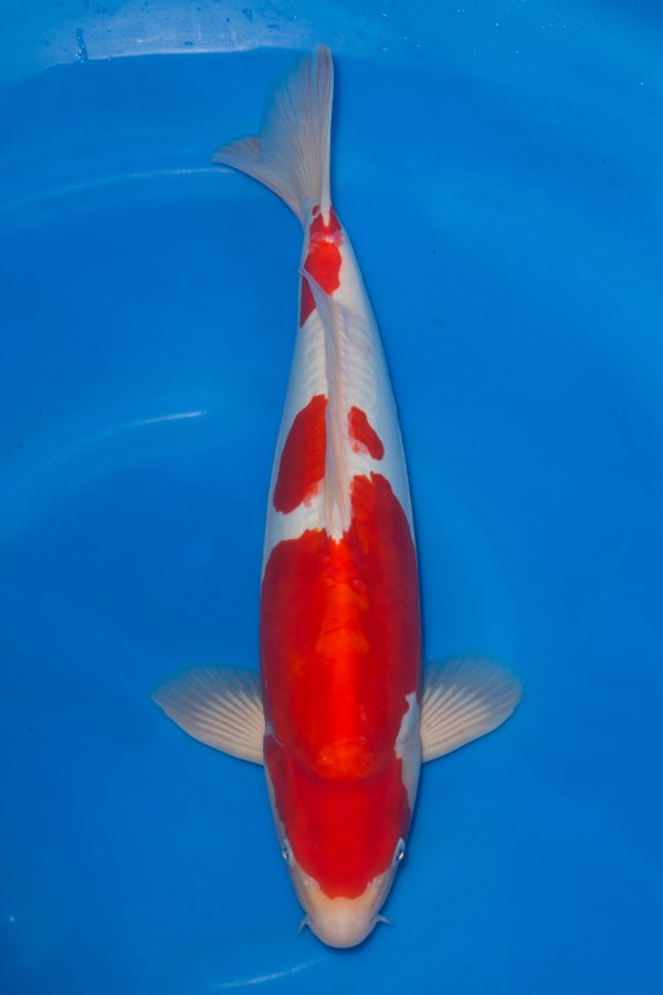 Doitsu Kohaku
