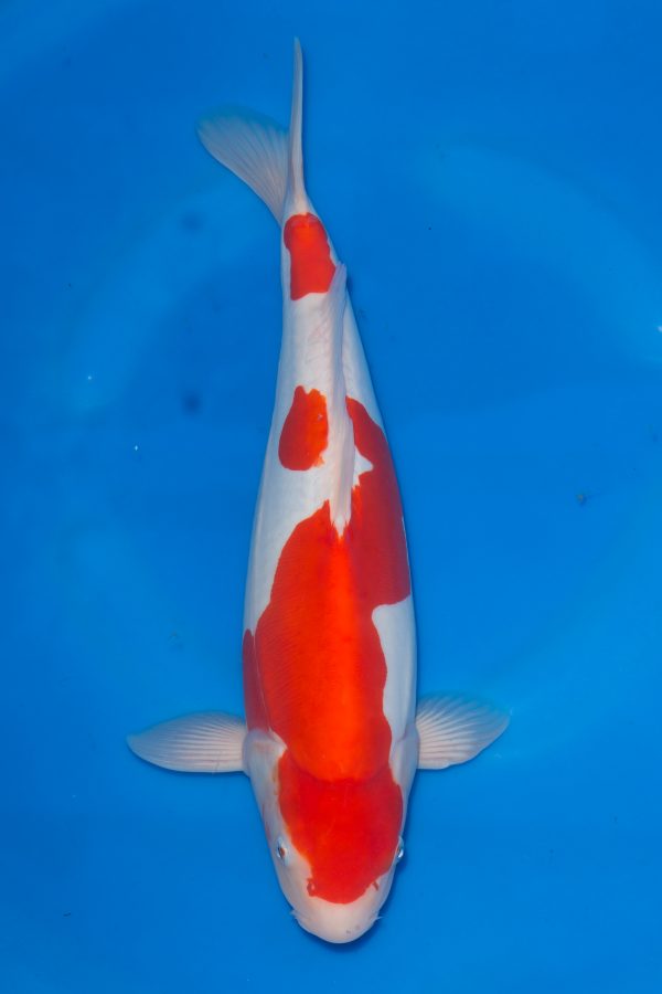Doitsu Kohaku
