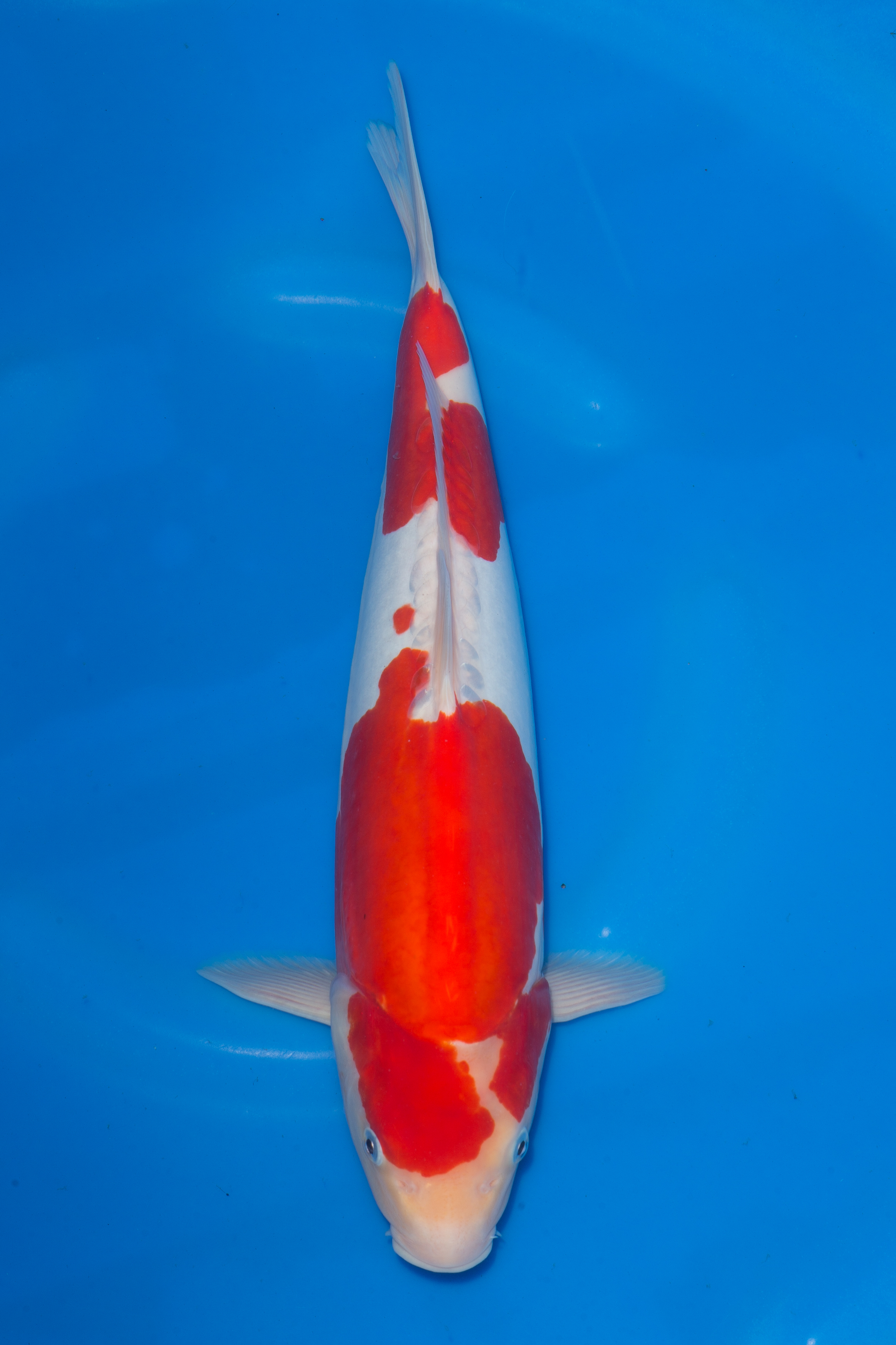 Doitsu Kohaku | Doitsu Kohaku Koi Fish for Sale