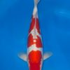 Doitsu Kohaku