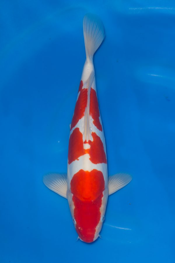 Doitsu Kohaku