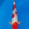 Doitsu Kohaku