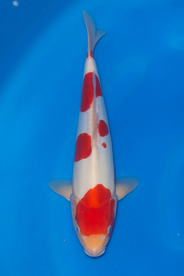 Doitsu Kohaku