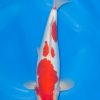 Doitsu Kohaku