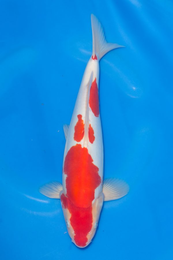 Doitsu Kohaku