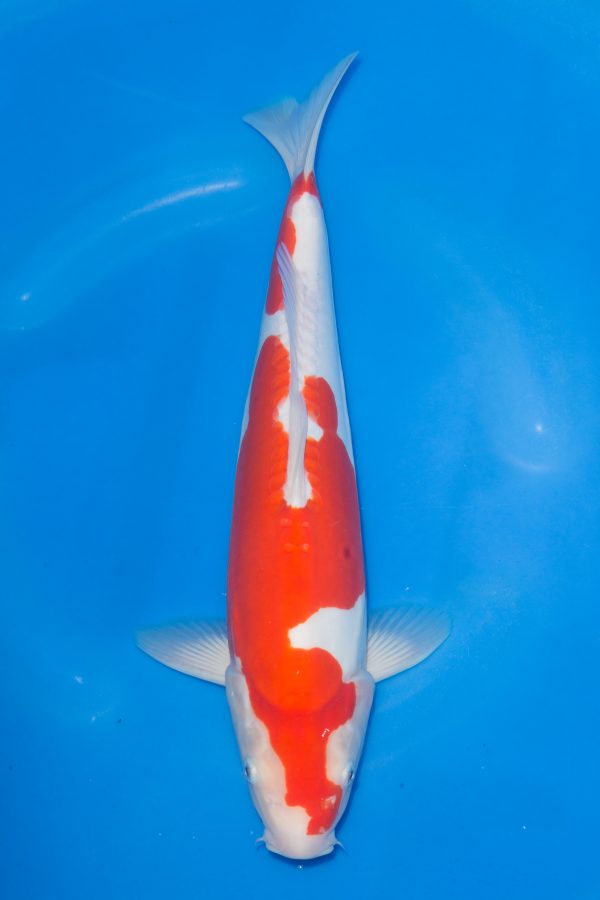 Doitsu Kohaku