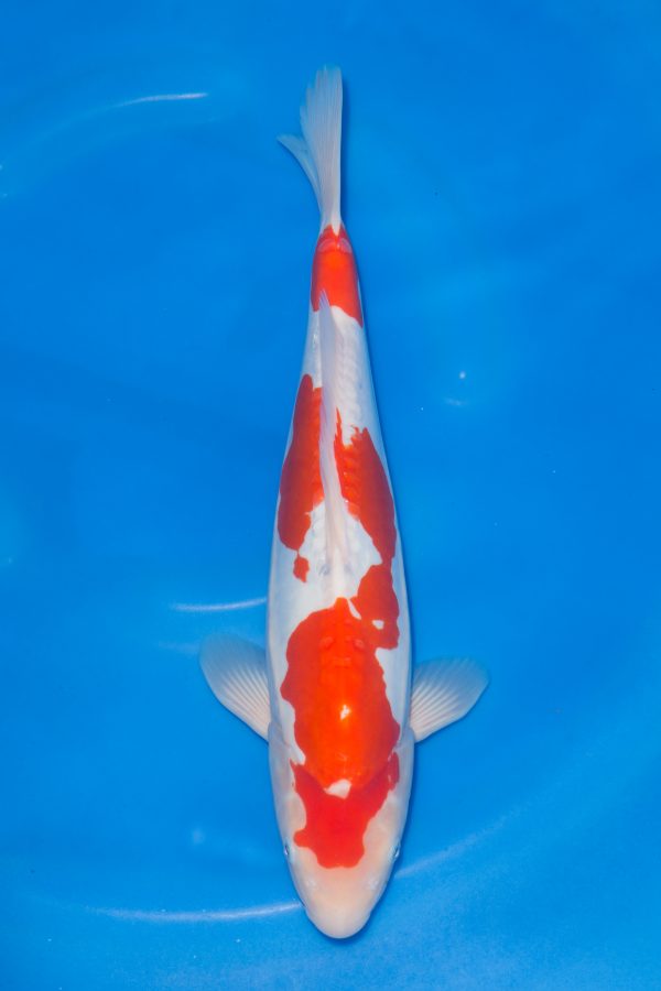 Doitsu Kohaku
