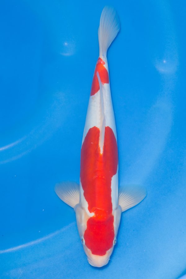 Doitsu Kohaku
