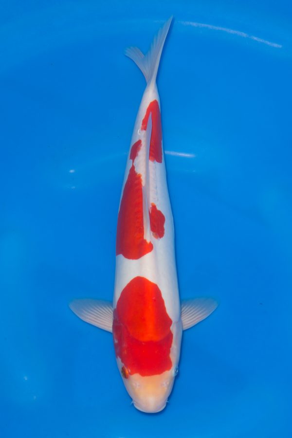 Doitsu Kohaku