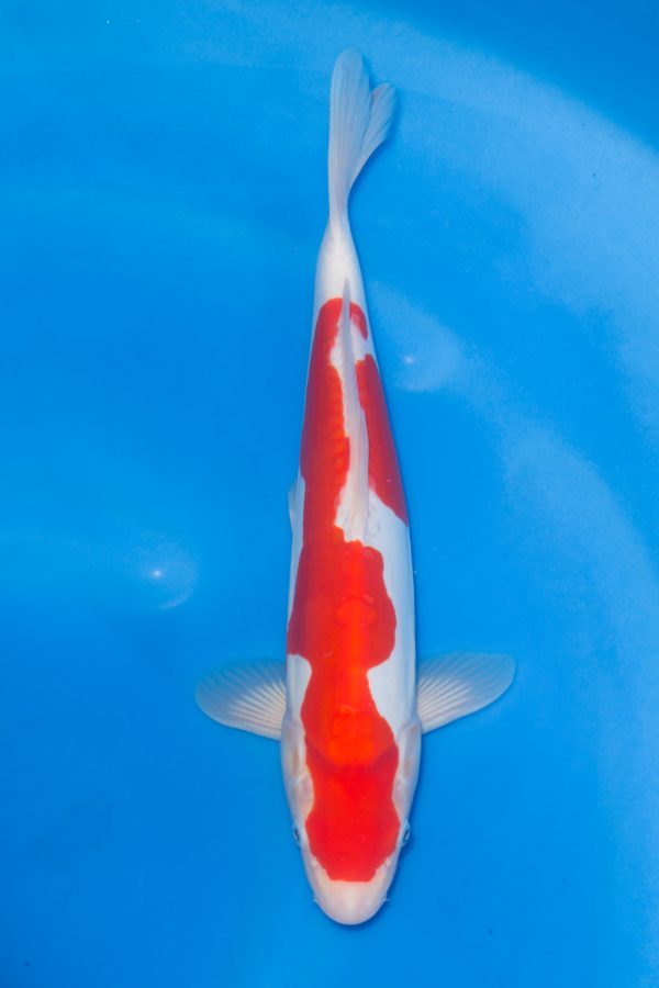 Doitsu Kohaku