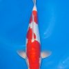 Doitsu Kohaku