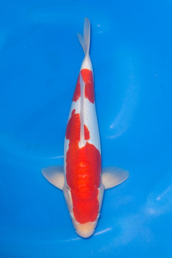 Doitsu Kohaku