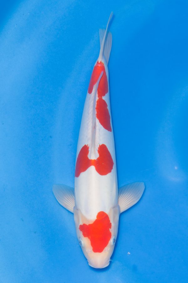 Doitsu Kohaku