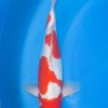 Doitsu Kohaku