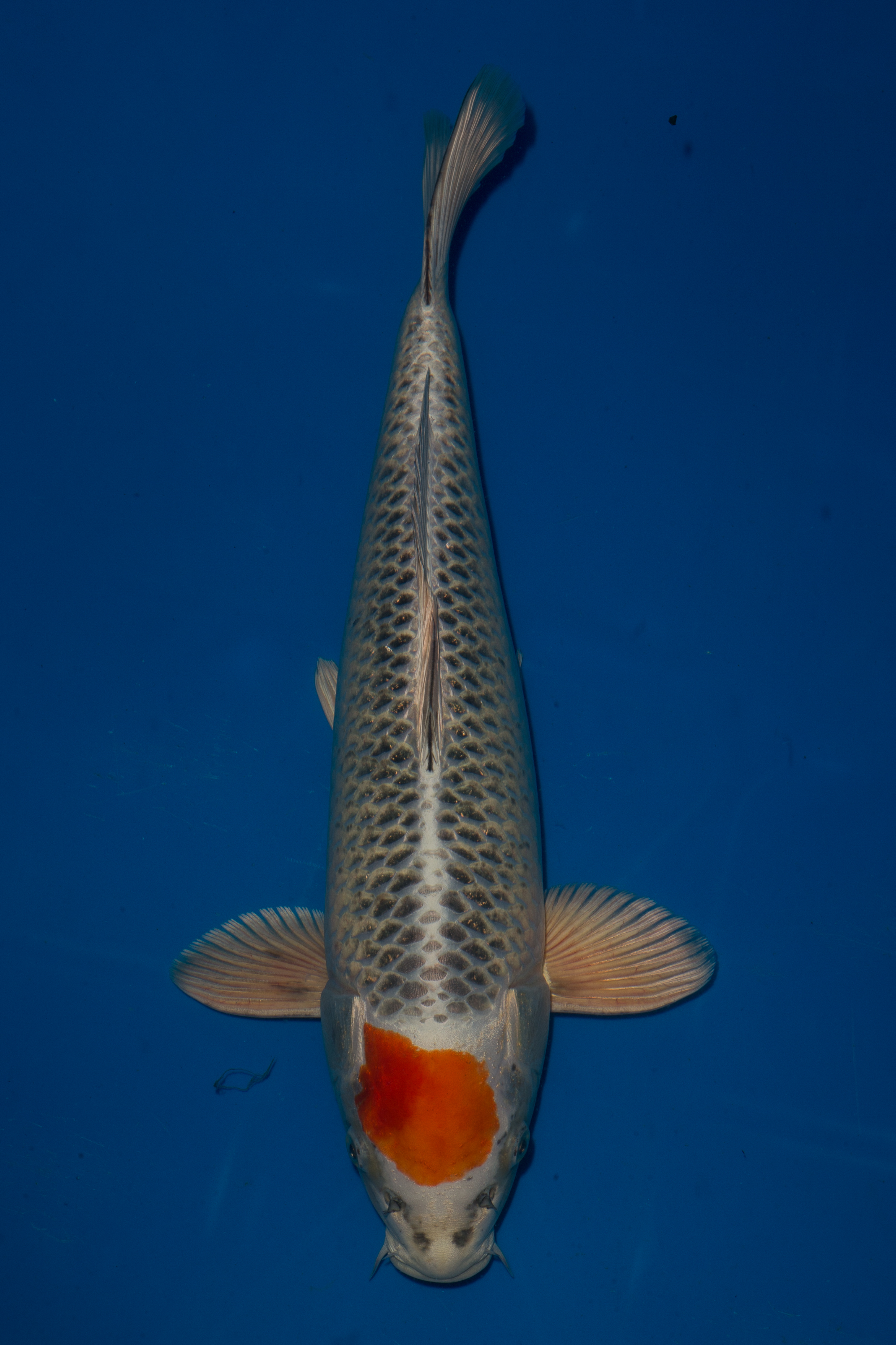 Tancho Kujaku | Tancho Kujaku Koi Fish for Sale