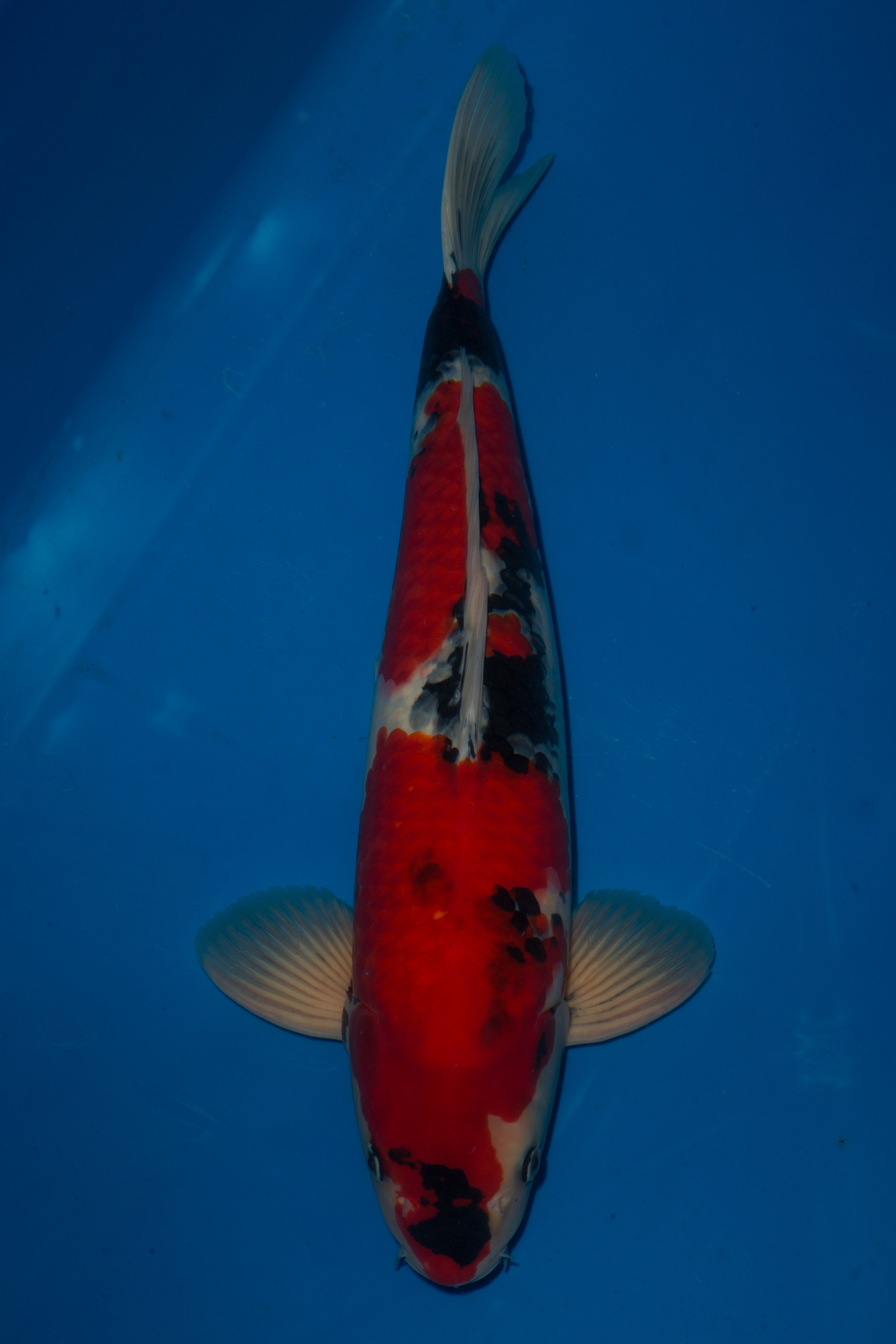 Showa Grand Koi, LLC