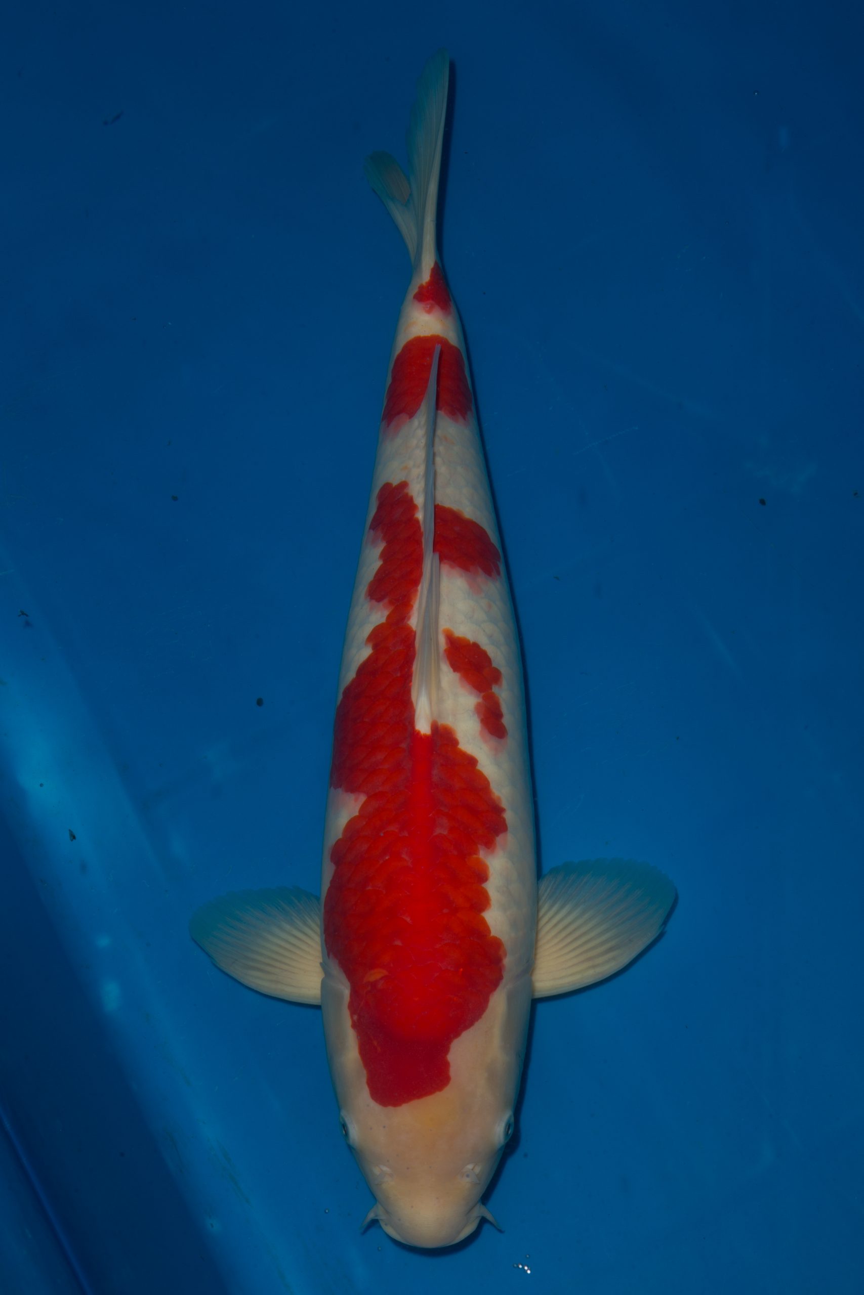 Kohaku Grand Koi, LLC