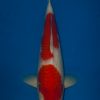 Kohaku