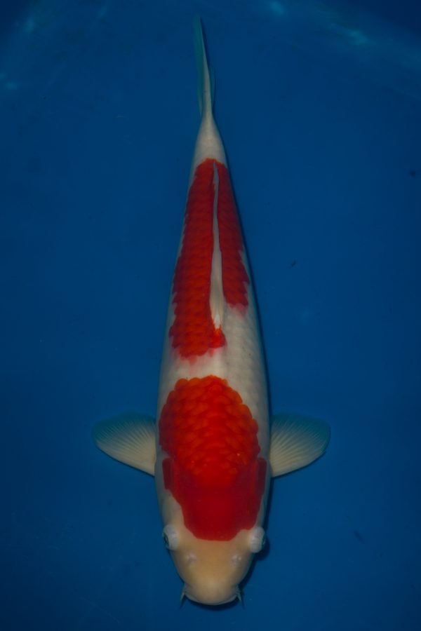 Kohaku