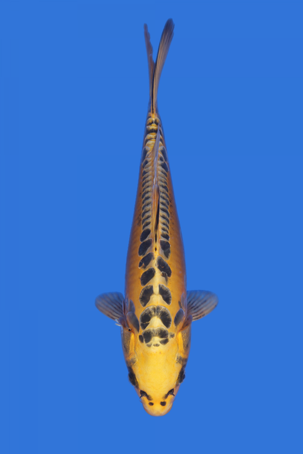 Ki Mizuho Ogon- SOLD - Grand Koi, LLC