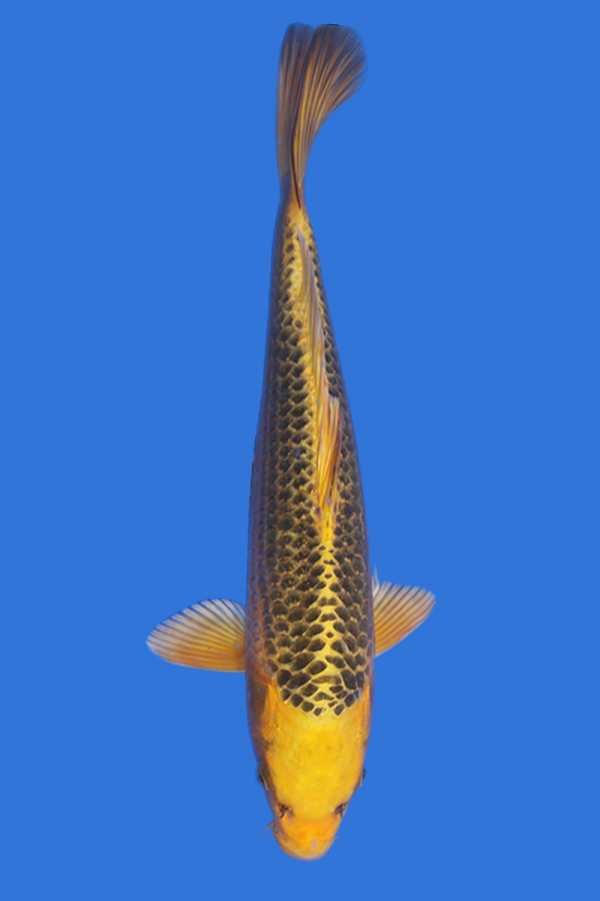 Kin Matsuba