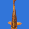 Matsuba