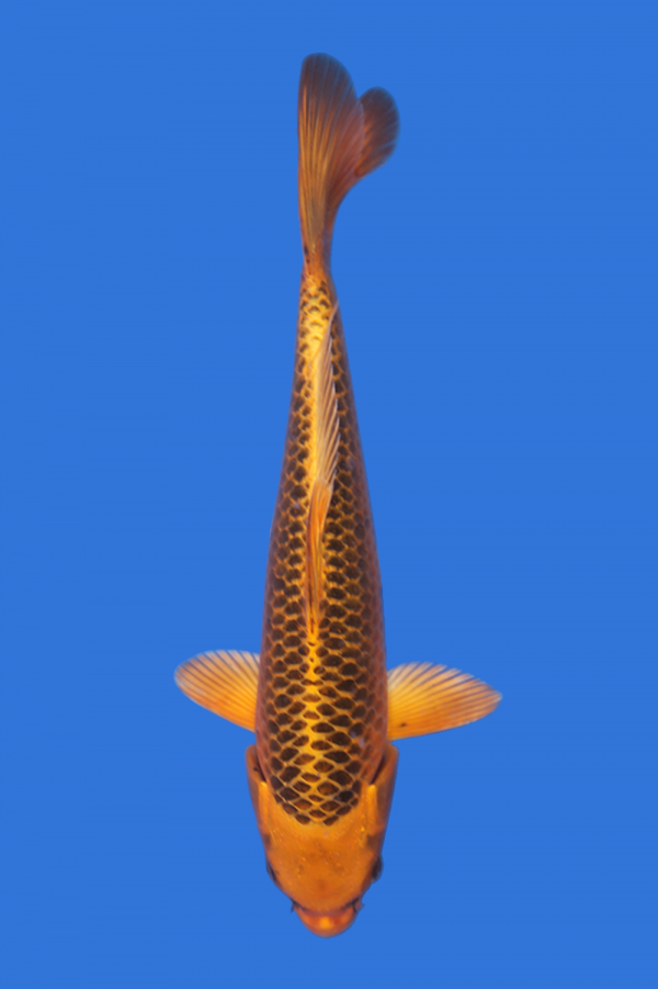 Matsuba