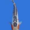 Shusui