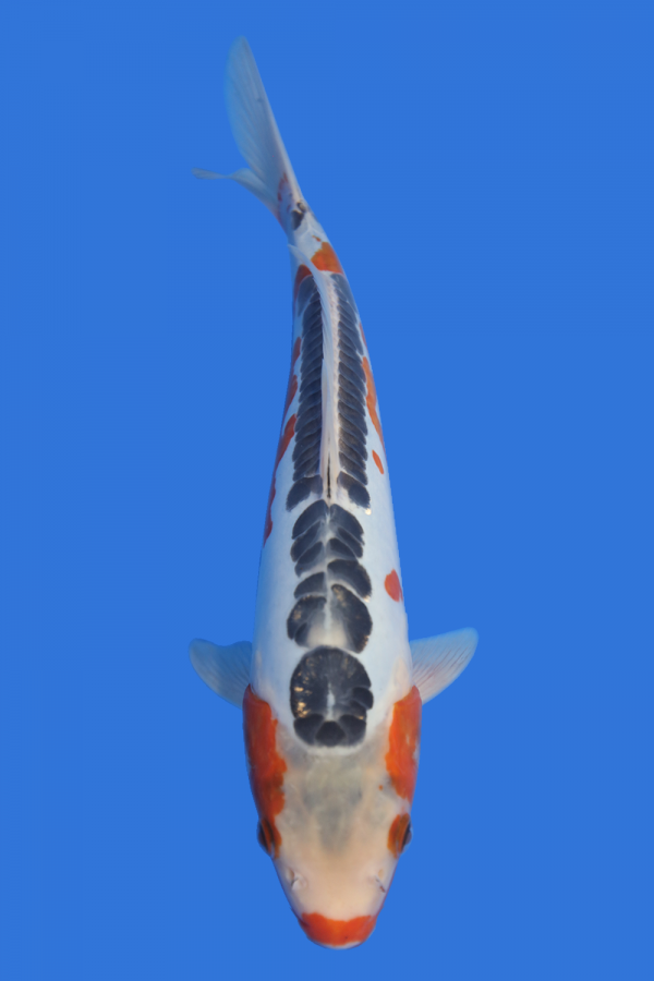 Shusui