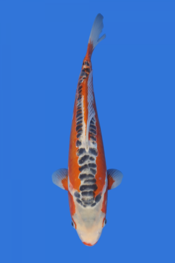 Shusui