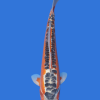 Shusui