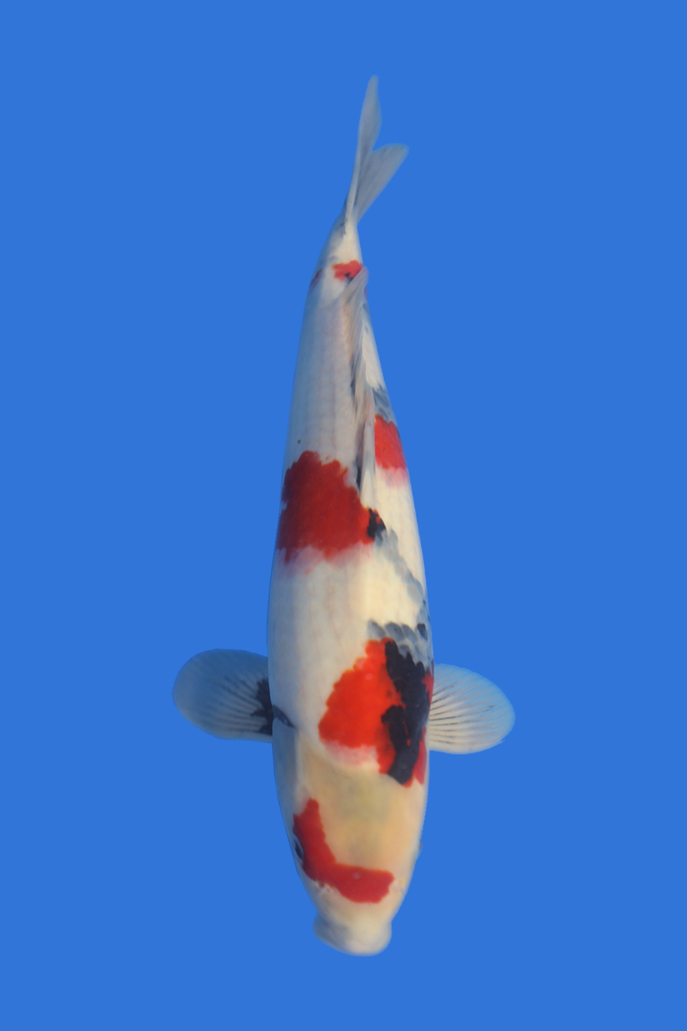 Showa-High Quality- SOLD | Showa-High Quality- SOLD Koi Fish for Sale