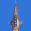 Shusui