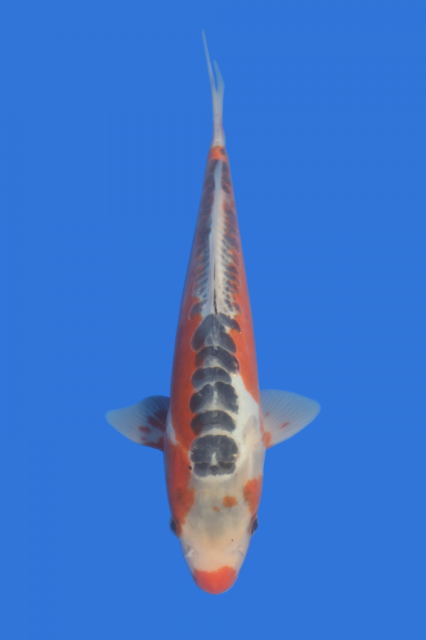 Shusui